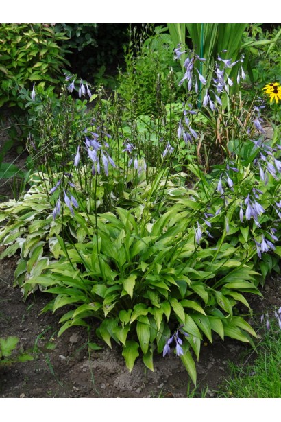 Хоста ланцетолиста квіти